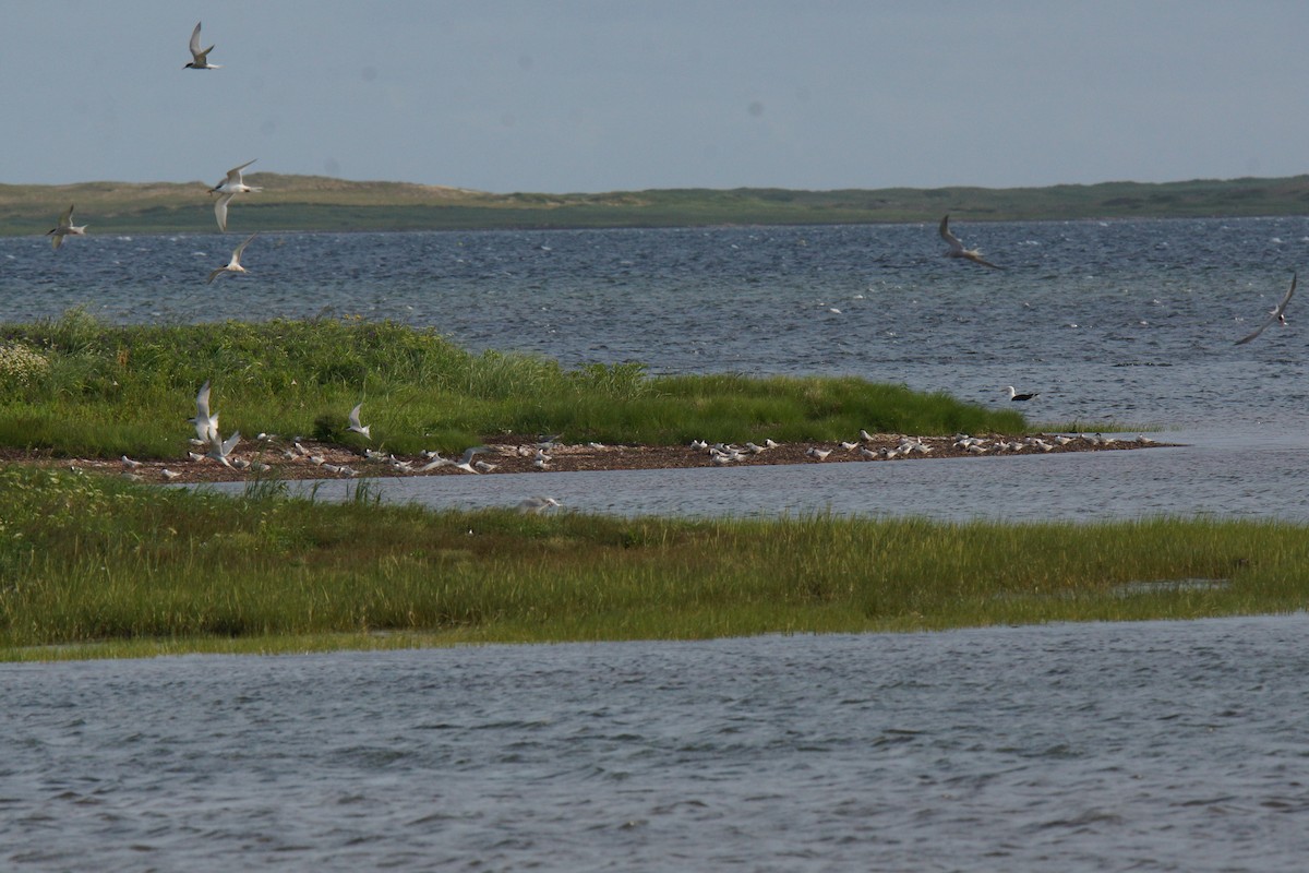 Sandwich Tern - ML621817371