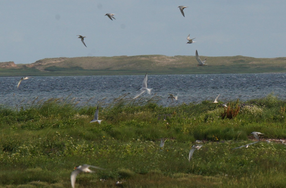 Sandwich Tern - ML621817386