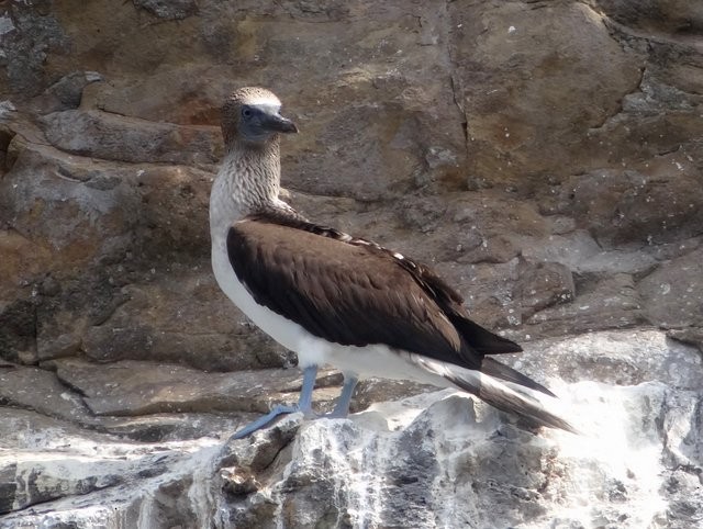 Blue-footed Booby - Celeste Paiva