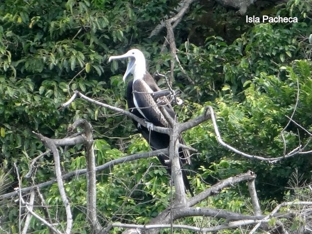 Magnificent Frigatebird - ML621817449