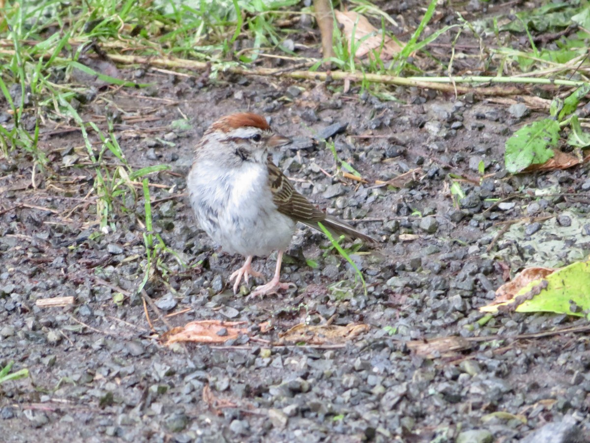 Chipping Sparrow - ML621817488