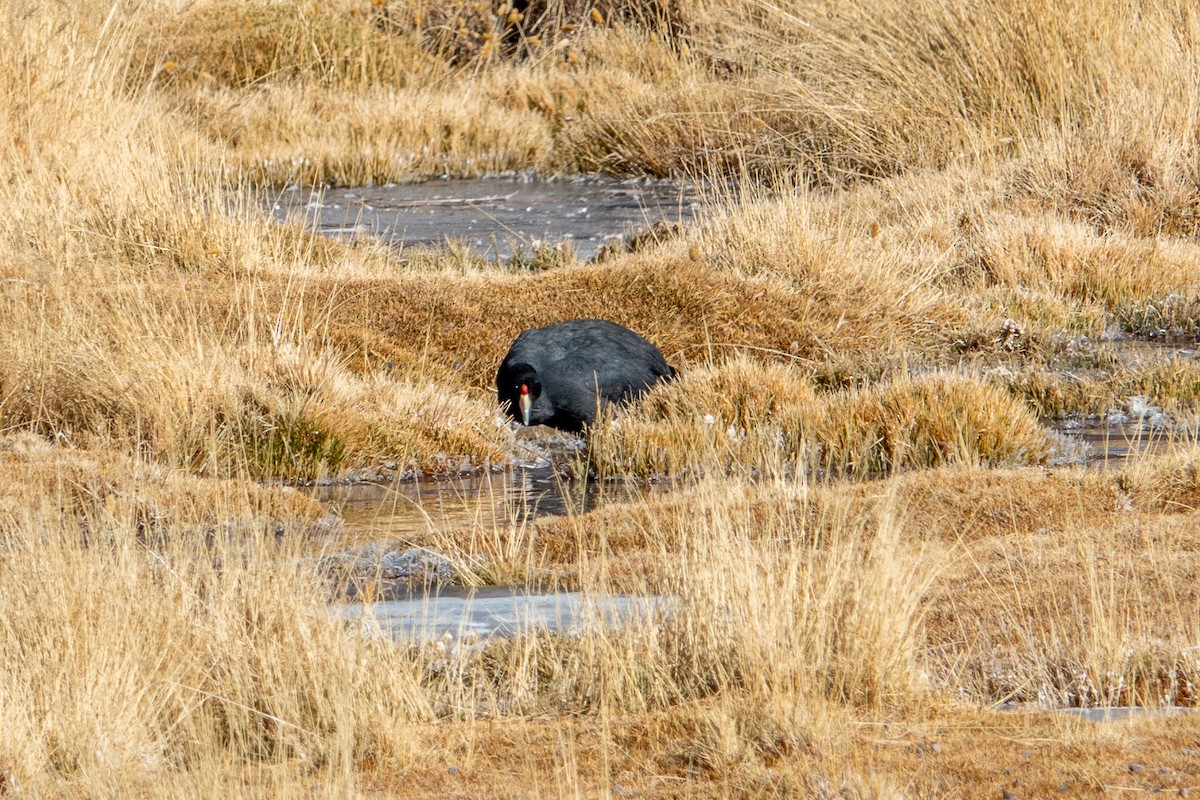 Slate-colored Coot - ML621817492