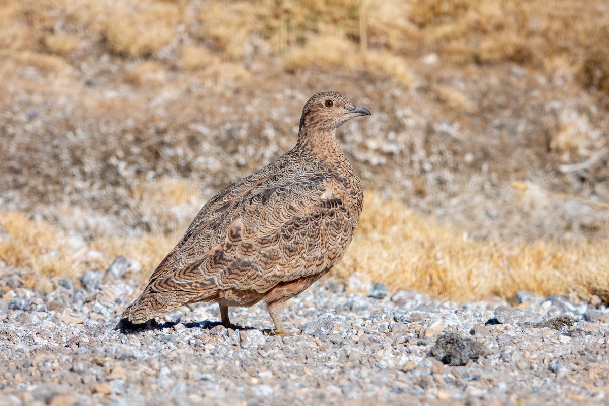 Rufous-bellied Seedsnipe - ML621817497