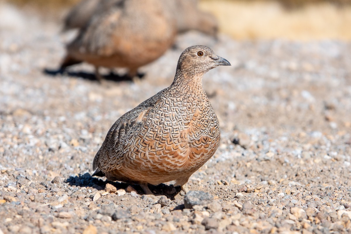 Rufous-bellied Seedsnipe - ML621817499