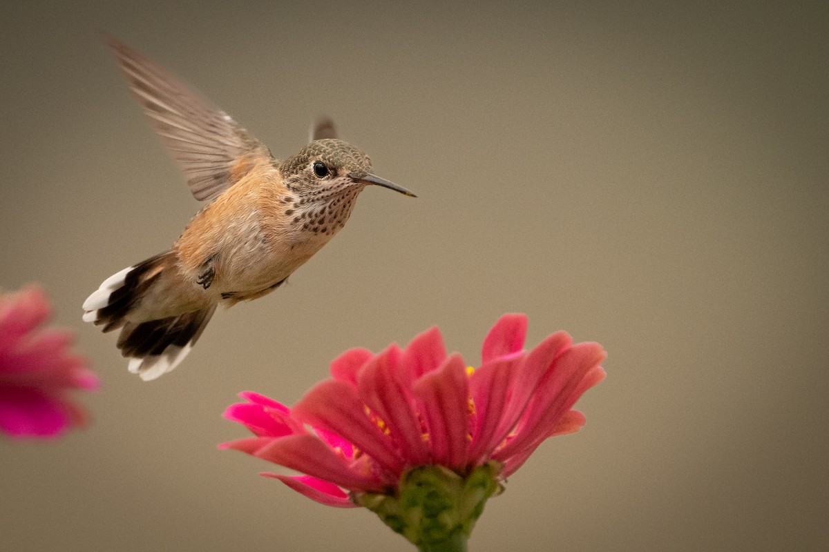 Colibrí Calíope - ML621817505