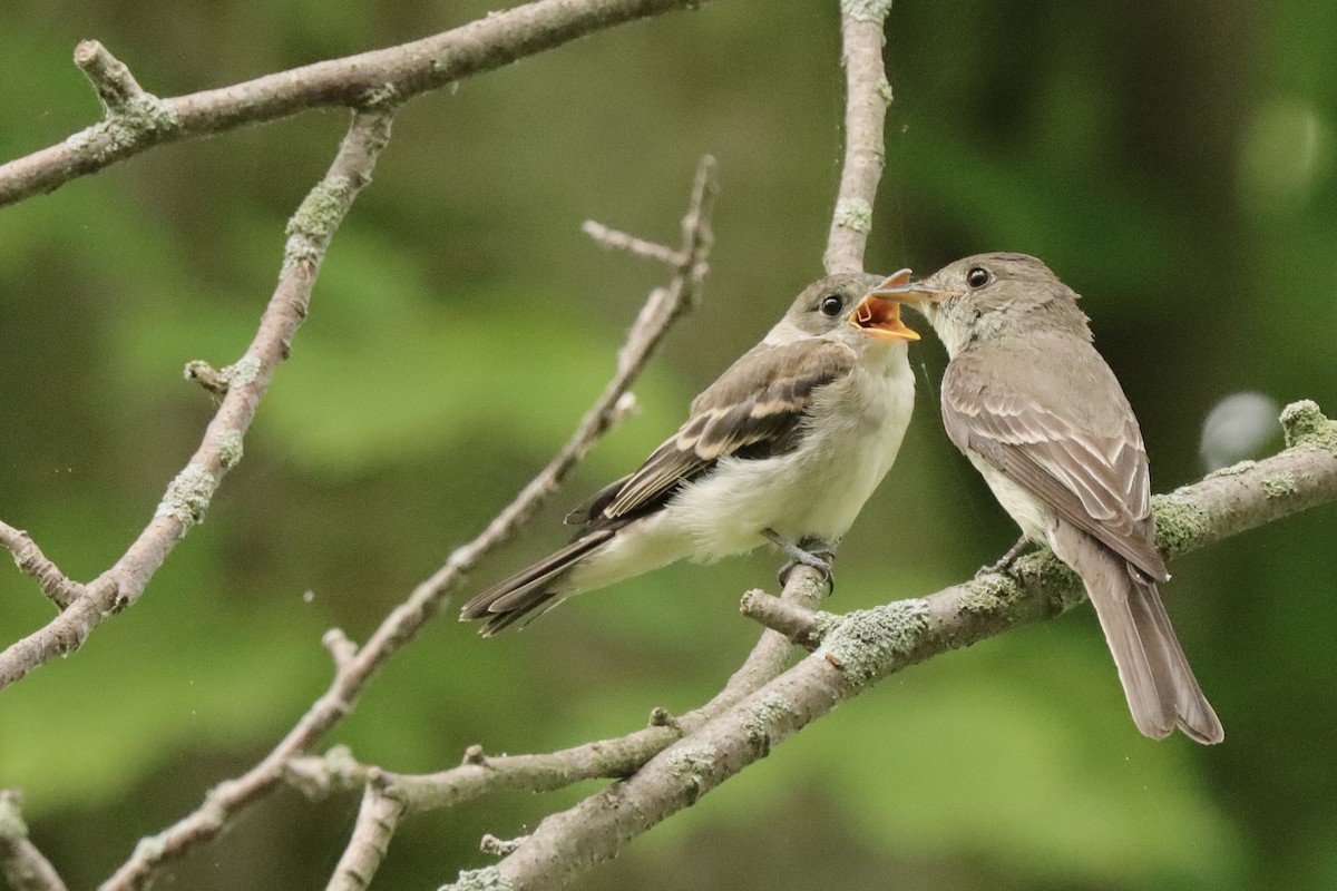 Eastern Wood-Pewee - ML621817515