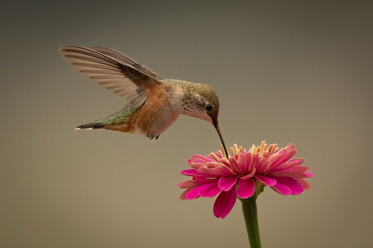 Rufous Hummingbird - ML621817516