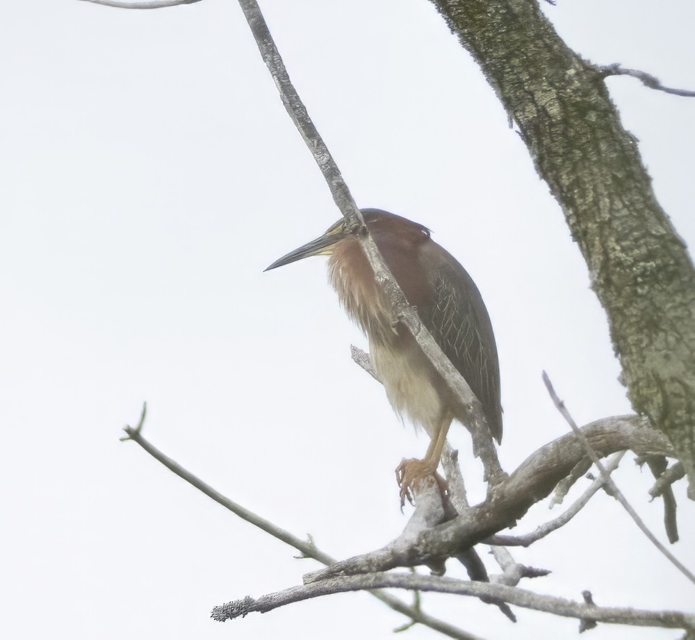 Green Heron - ML621817534