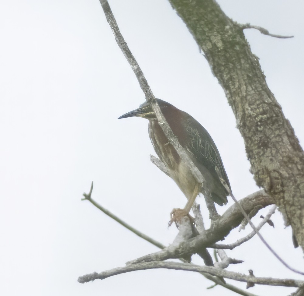 Green Heron - ML621817535