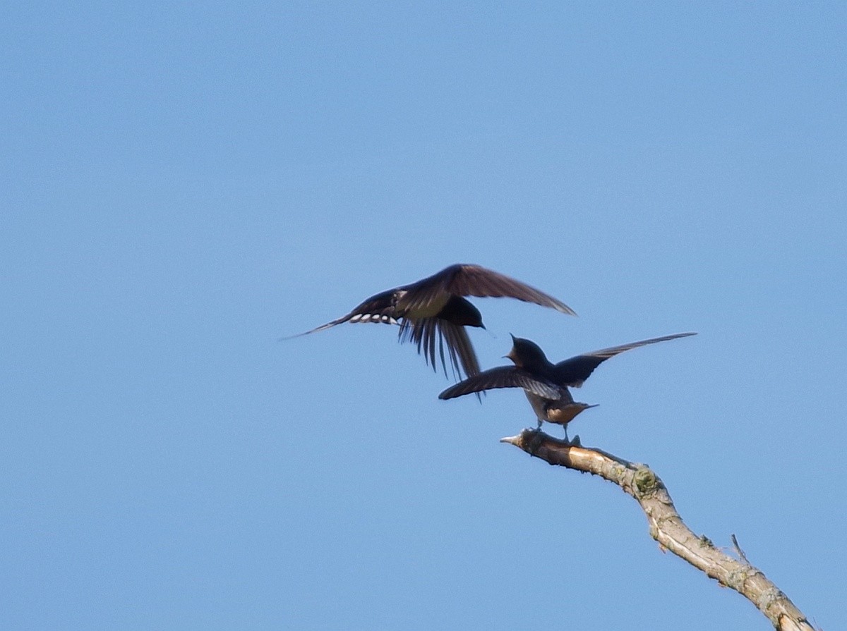 Barn Swallow - ML621817614
