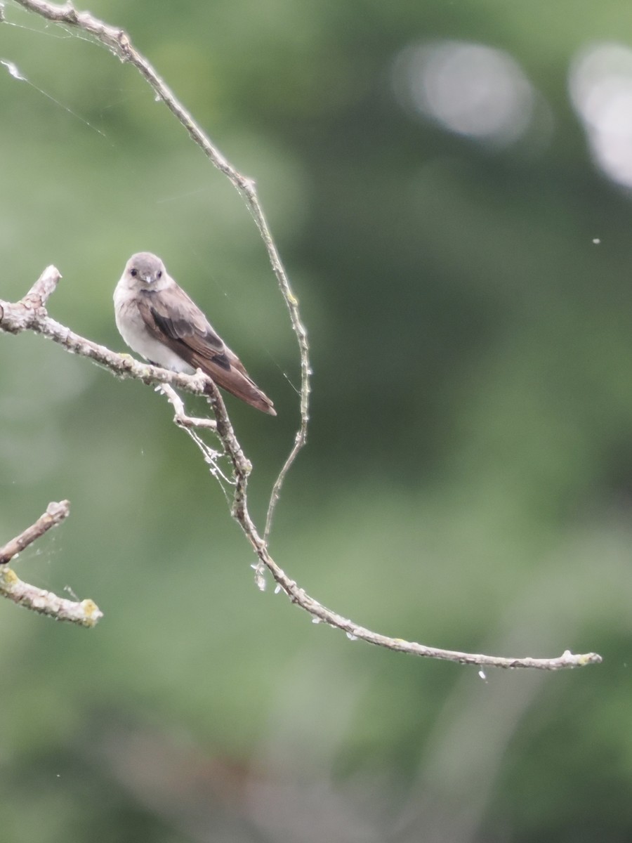 Northern Rough-winged Swallow - ML621817657