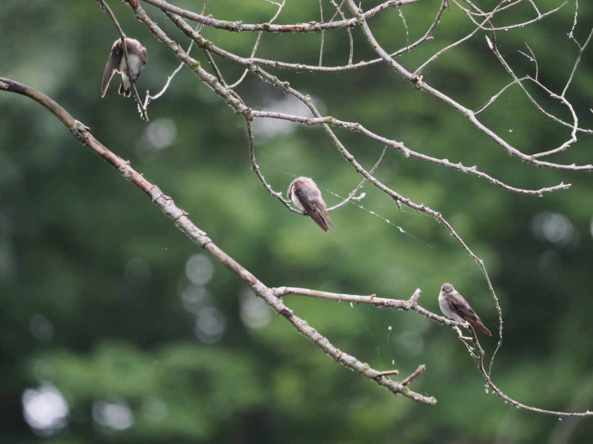 Northern Rough-winged Swallow - ML621817658