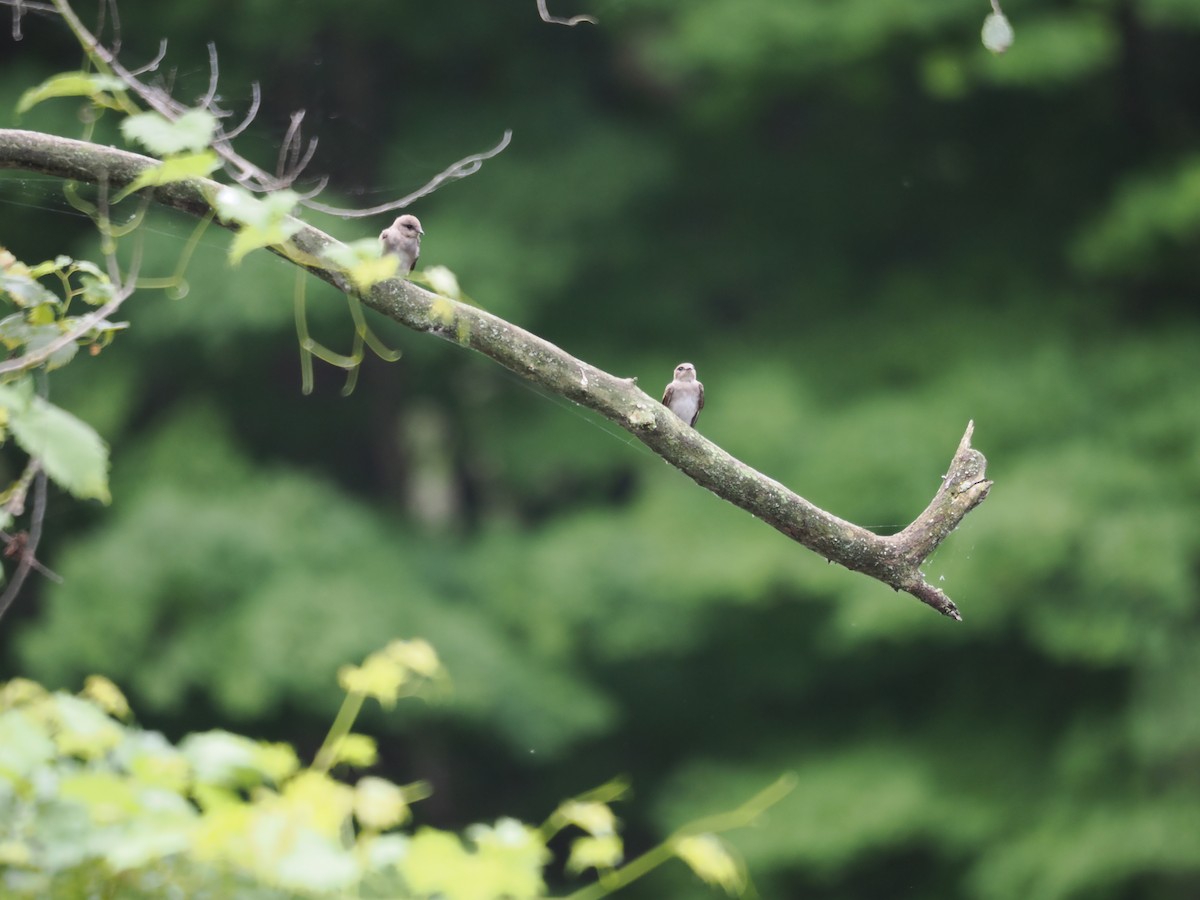 Northern Rough-winged Swallow - ML621817659