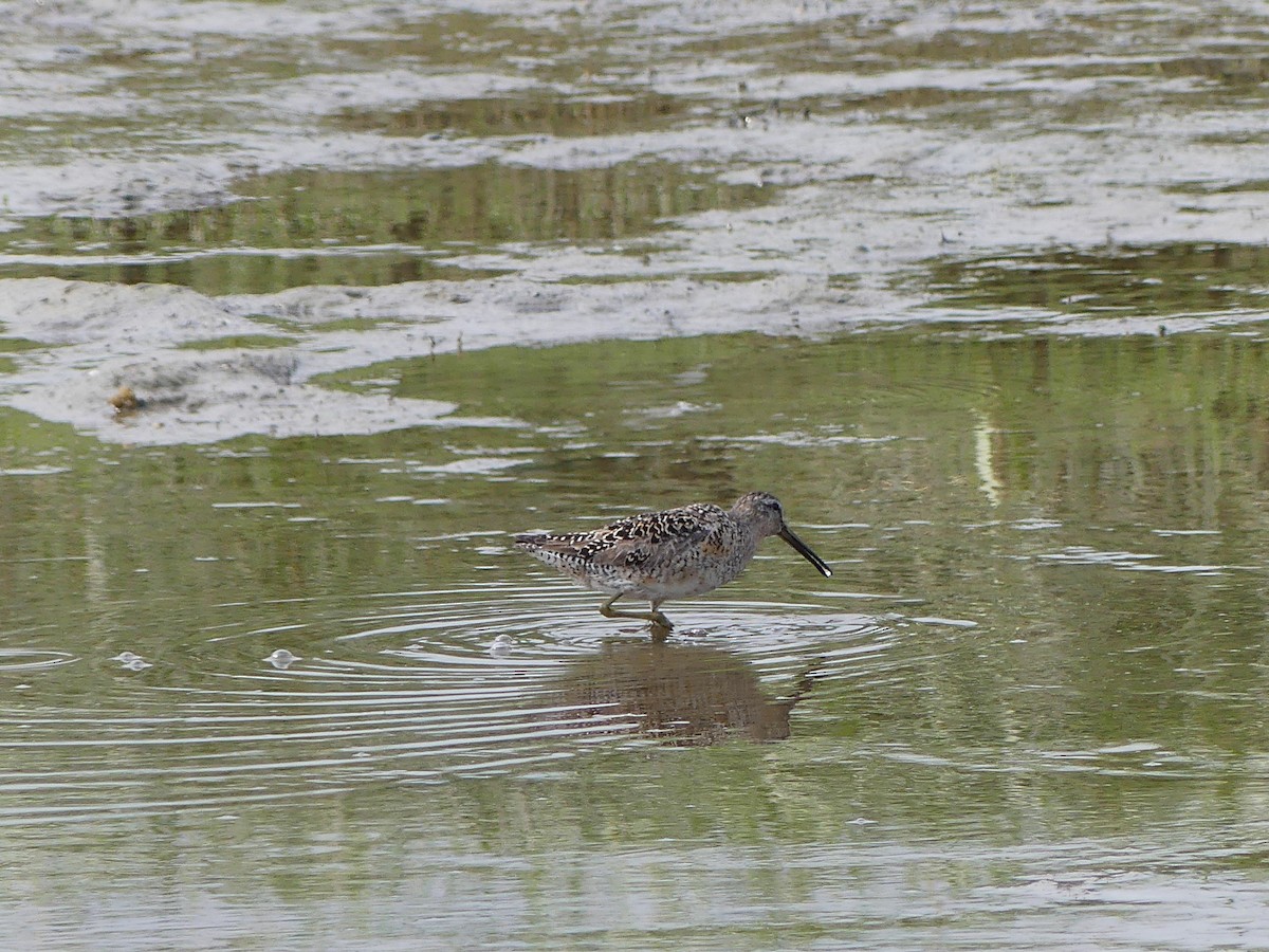 Short-billed/Long-billed Dowitcher - ML621817814