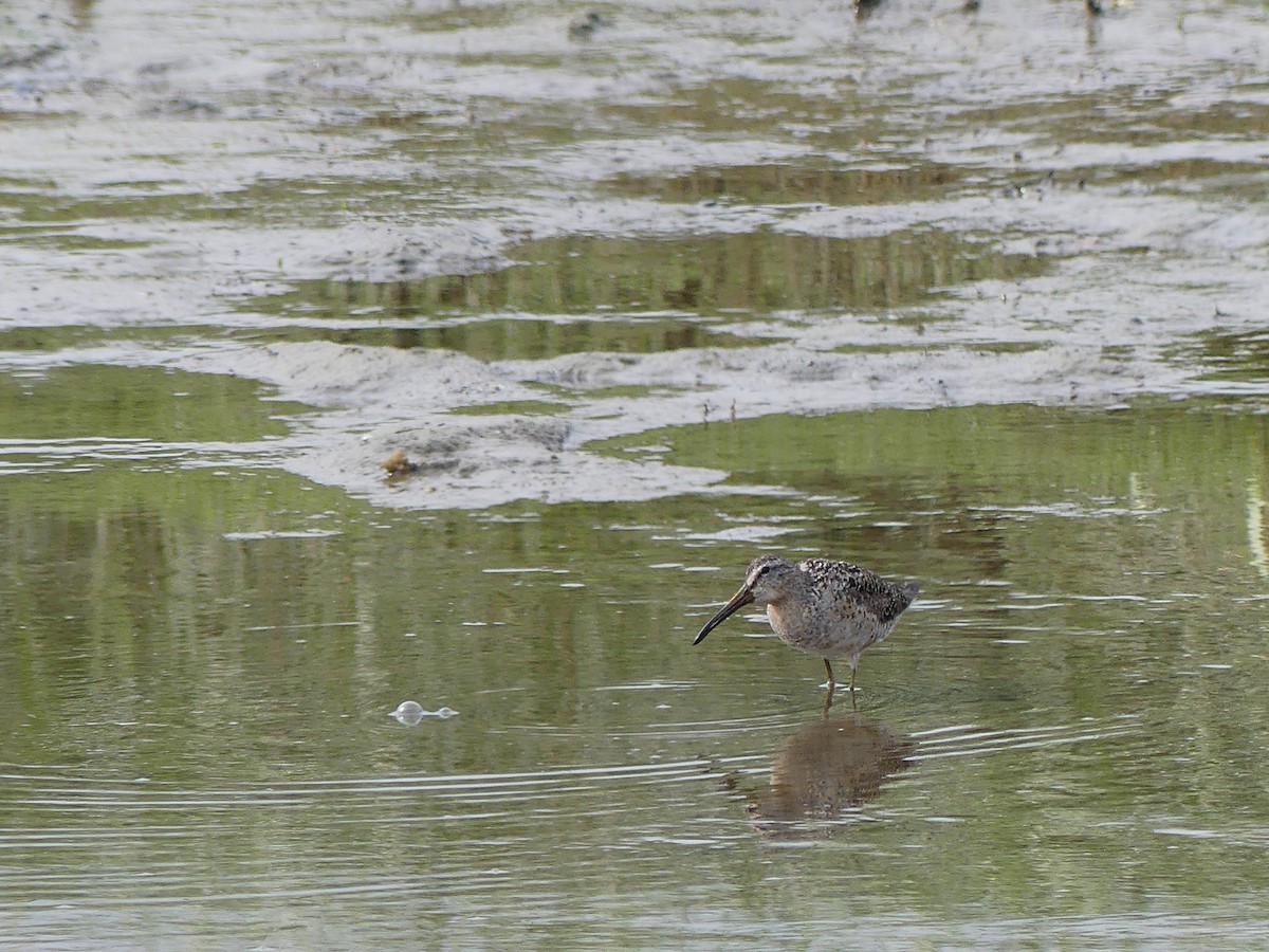 Short-billed/Long-billed Dowitcher - ML621817815