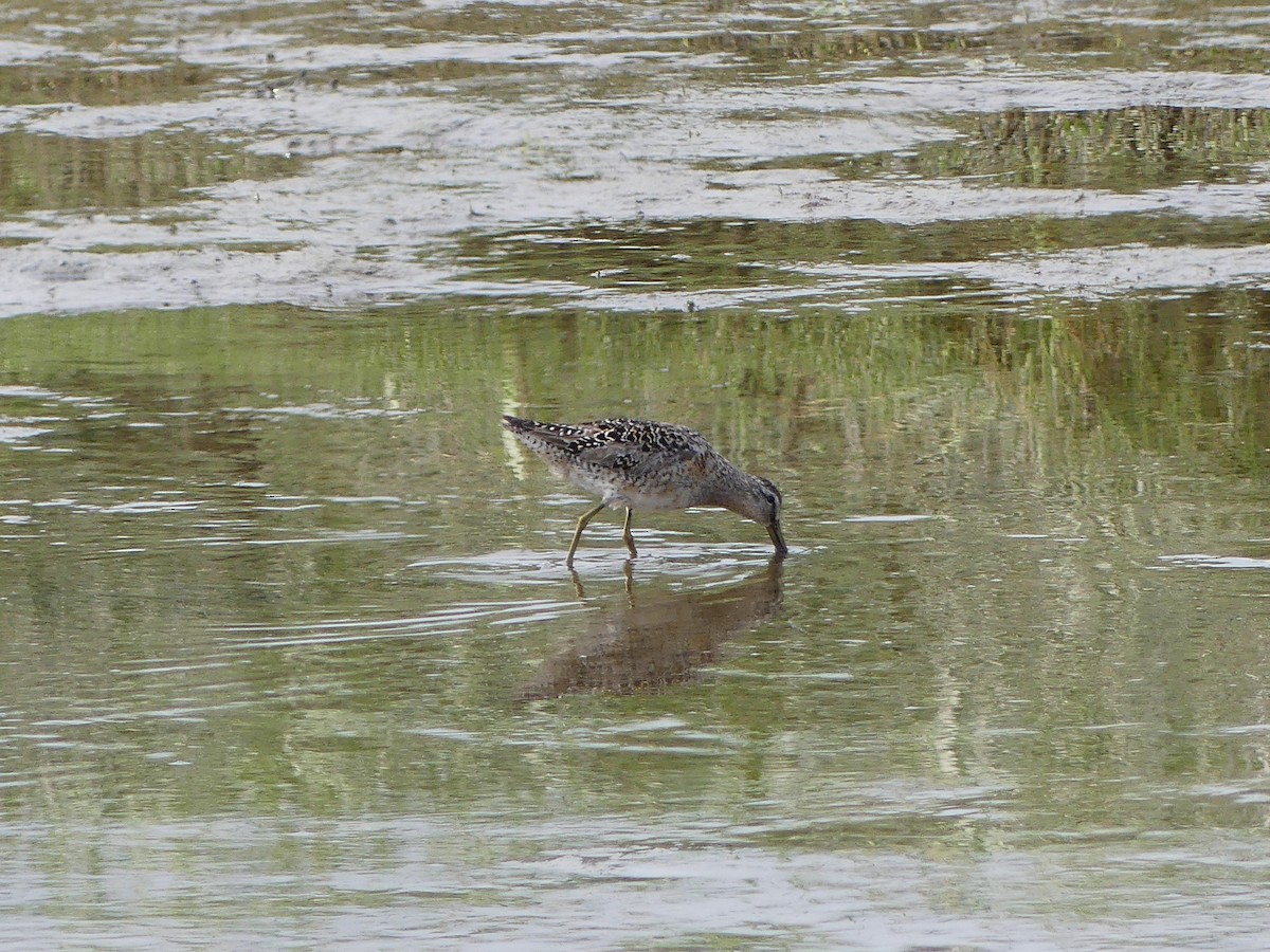 Short-billed/Long-billed Dowitcher - ML621817816