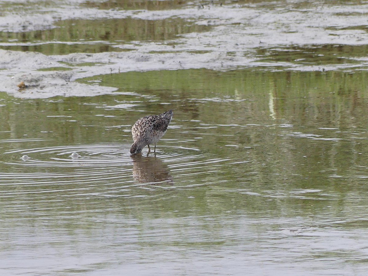 Short-billed/Long-billed Dowitcher - ML621817817