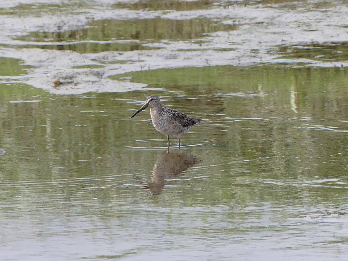 Short-billed/Long-billed Dowitcher - ML621817818