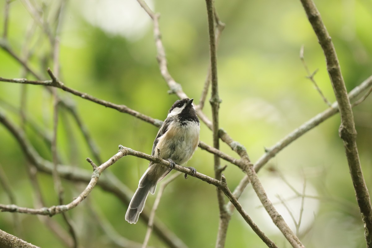 Black-capped Chickadee - Fred Grenier