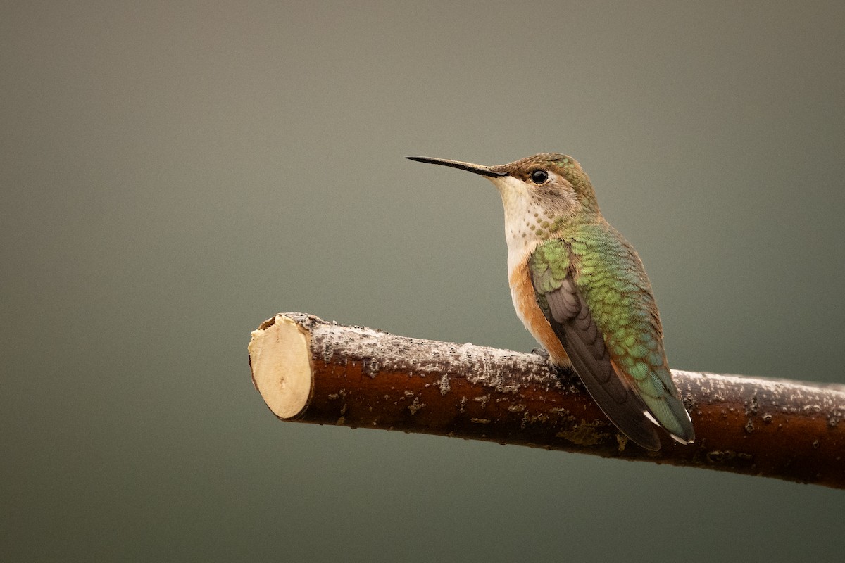 Rufous Hummingbird - ML621817894