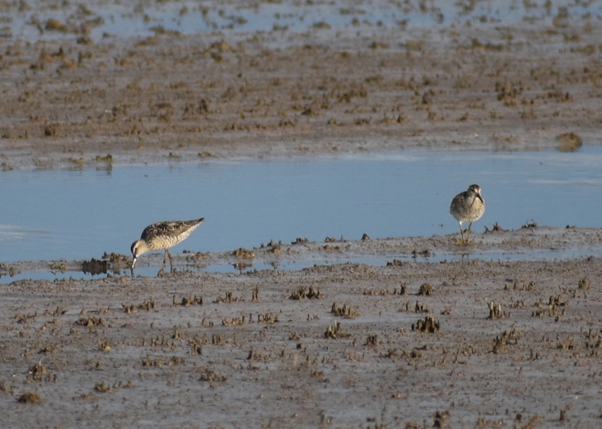 Stilt Sandpiper - ML621817895