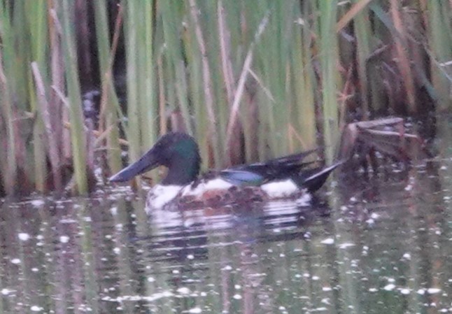 Northern Shoveler - ML621817900