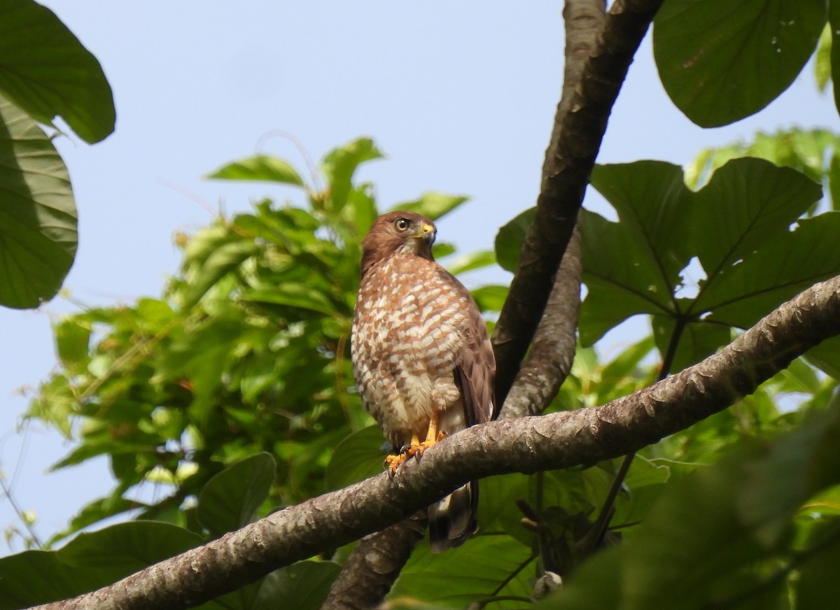 Broad-winged Hawk (Caribbean) - ML621817955