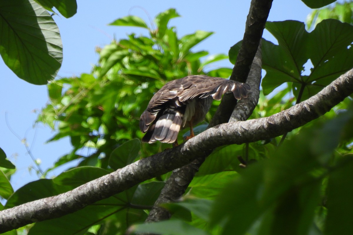 Broad-winged Hawk (Caribbean) - ML621817956