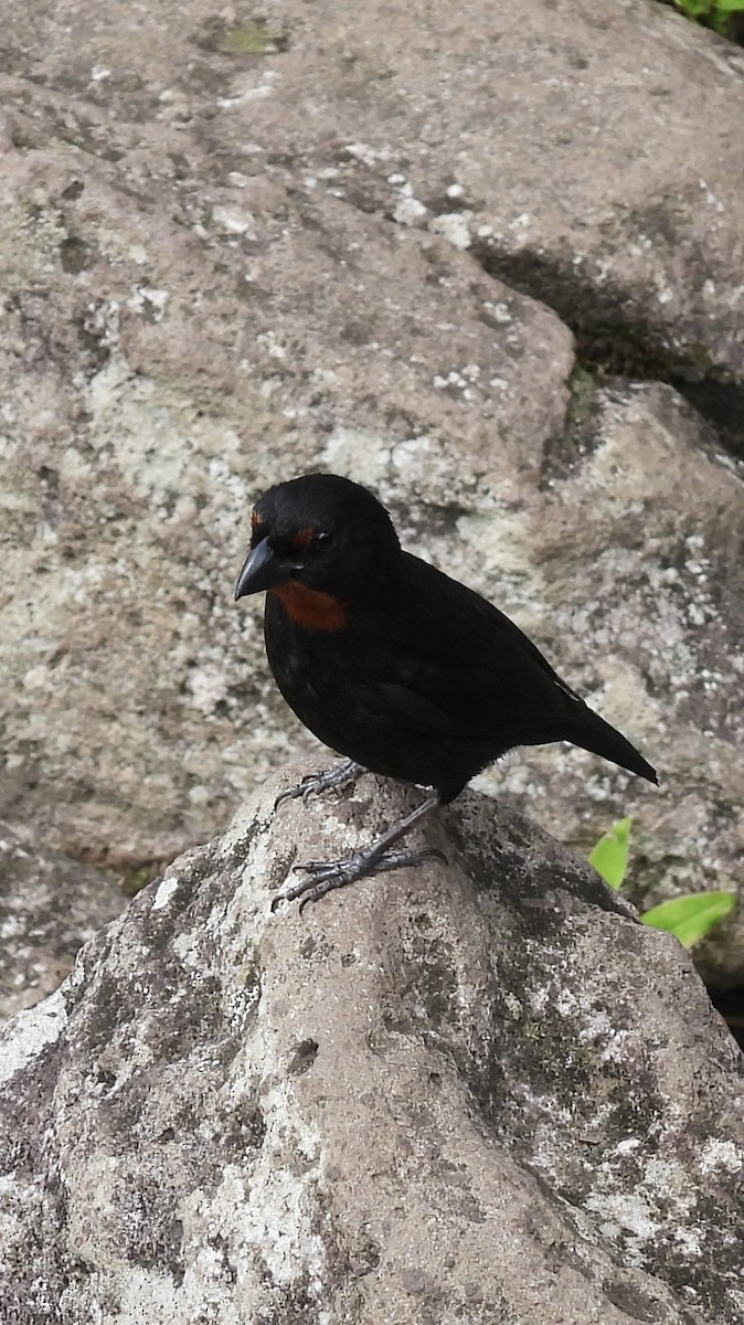 Lesser Antillean Bullfinch - ML621818079