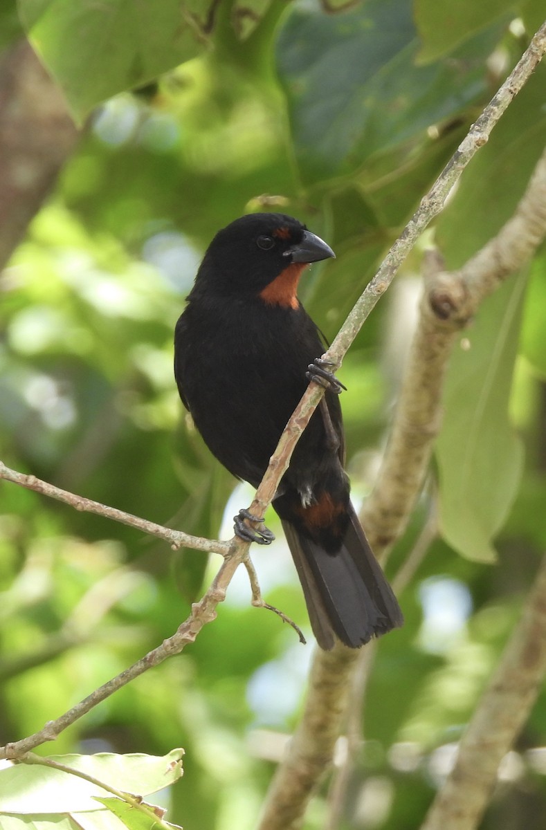 Lesser Antillean Bullfinch - ML621818080