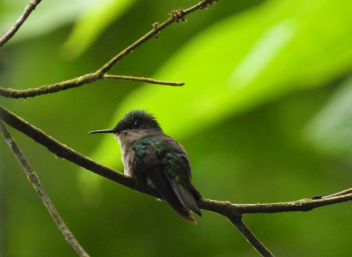 Antillean Crested Hummingbird (Lesser Antilles) - Lachlan Lamont