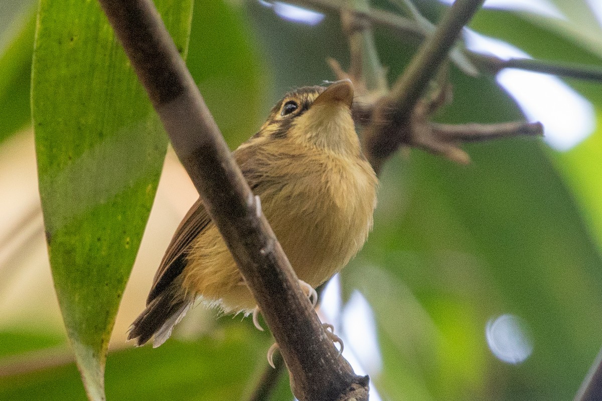 White-throated Spadebill - ML621818116