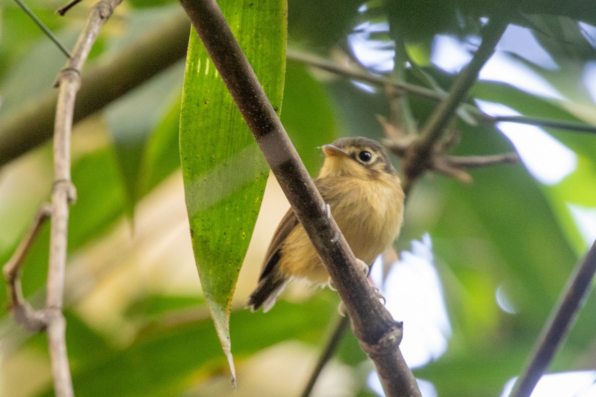 White-throated Spadebill - ML621818117