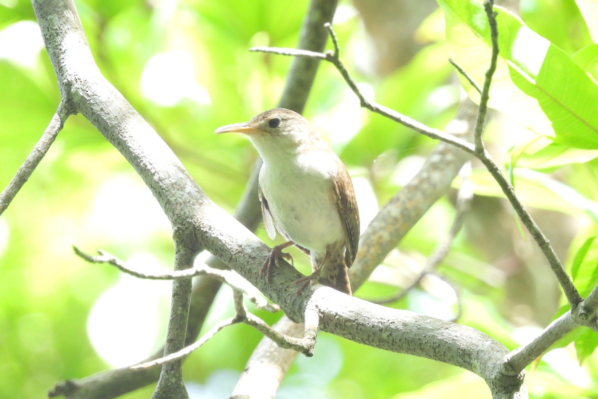 House Wren (St. Lucia) - ML621818186