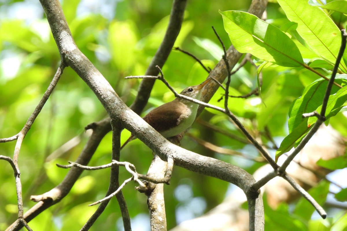 House Wren (St. Lucia) - ML621818187