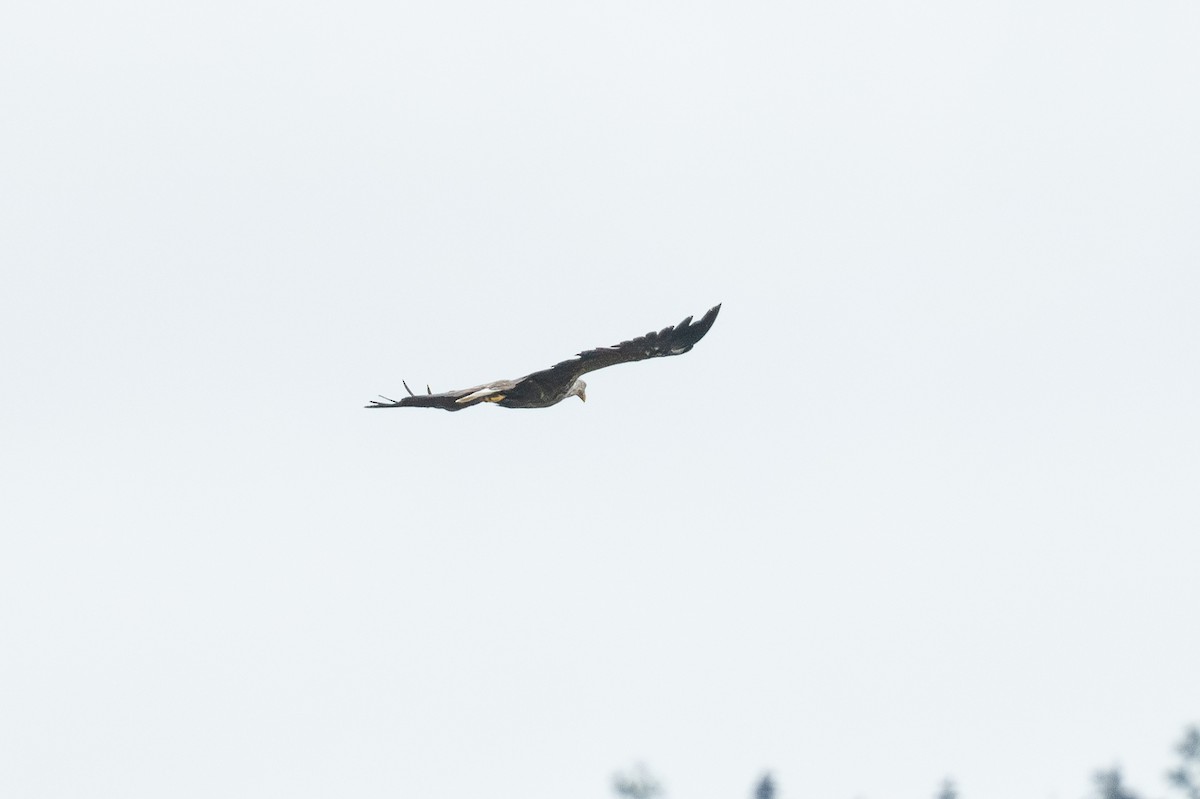 White-tailed Eagle - Sonu Lukose