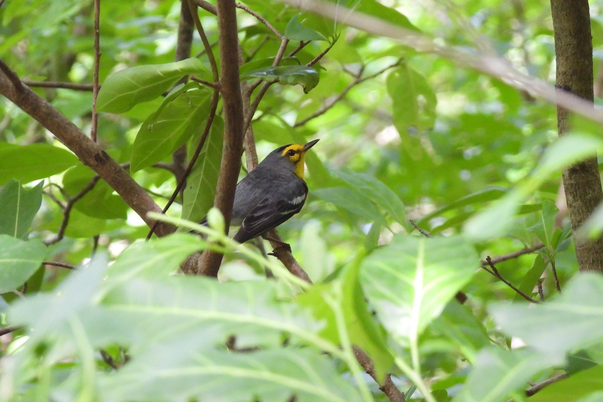 Saint-Lucia-Waldsänger - ML621818233