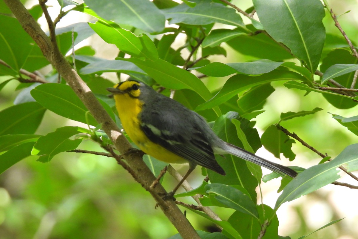 St. Lucia Warbler - ML621818234