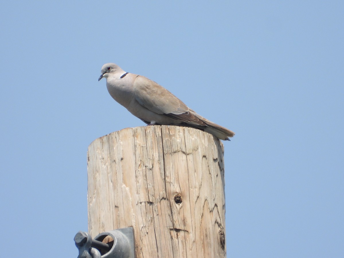 Eurasian Collared-Dove - ML621818246