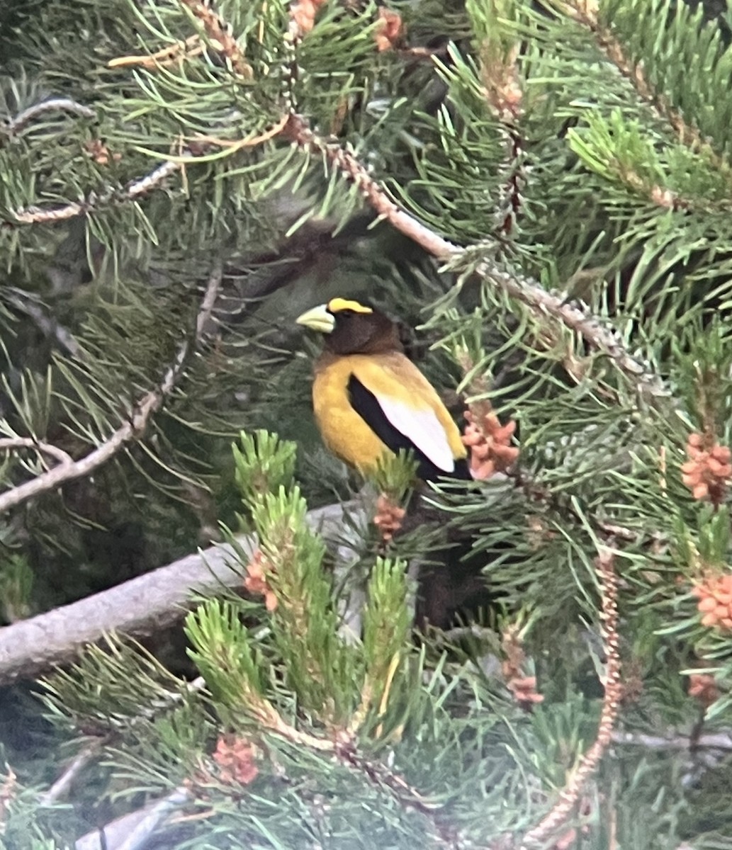 Evening Grosbeak - ML621818269