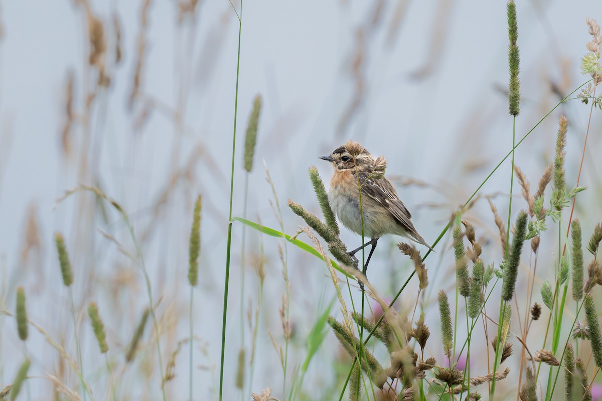 Whinchat - Sonu Lukose