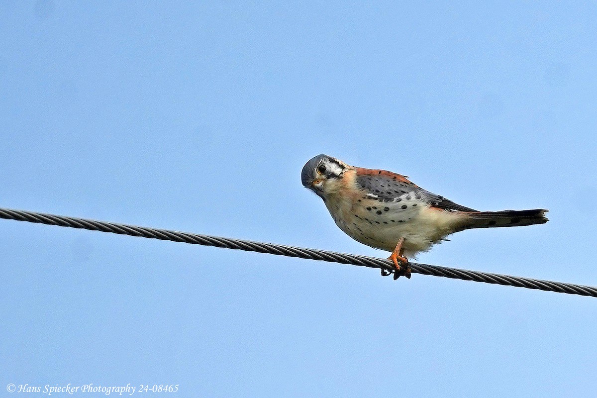 American Kestrel - ML621818322