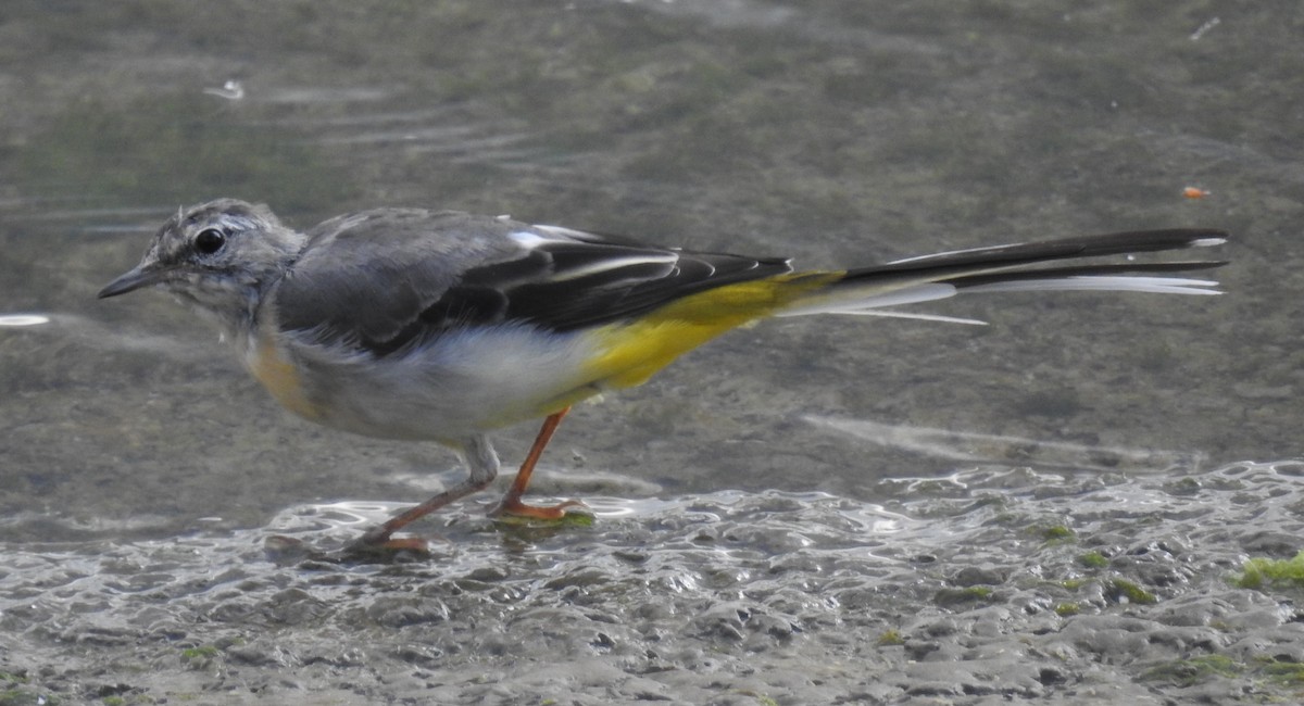 Gray Wagtail - ML621818360