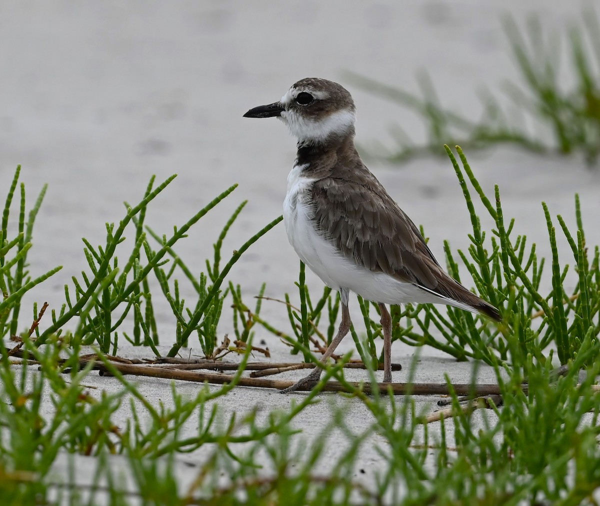 Wilson's Plover - ML621818361