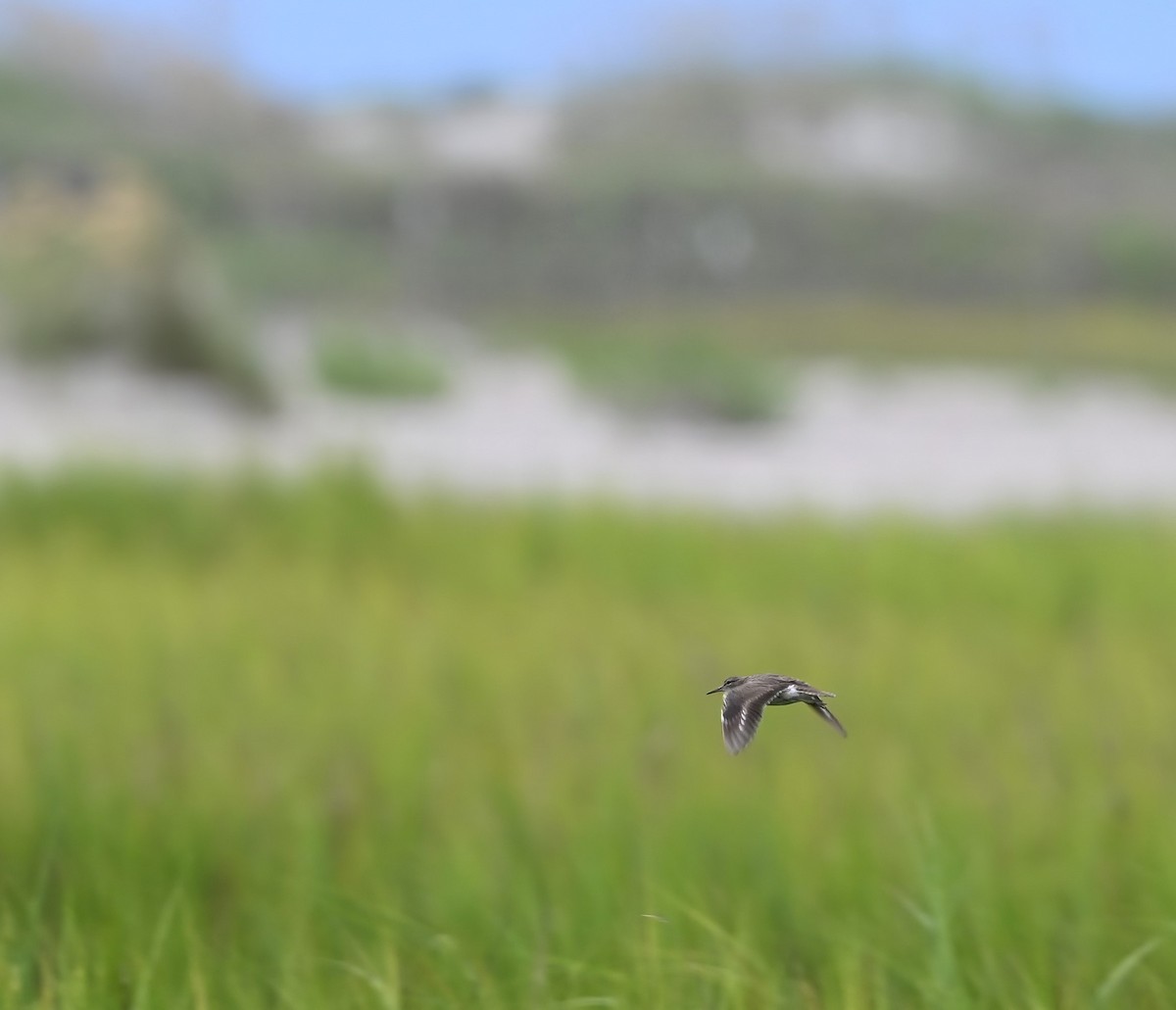 Spotted Sandpiper - ML621818370