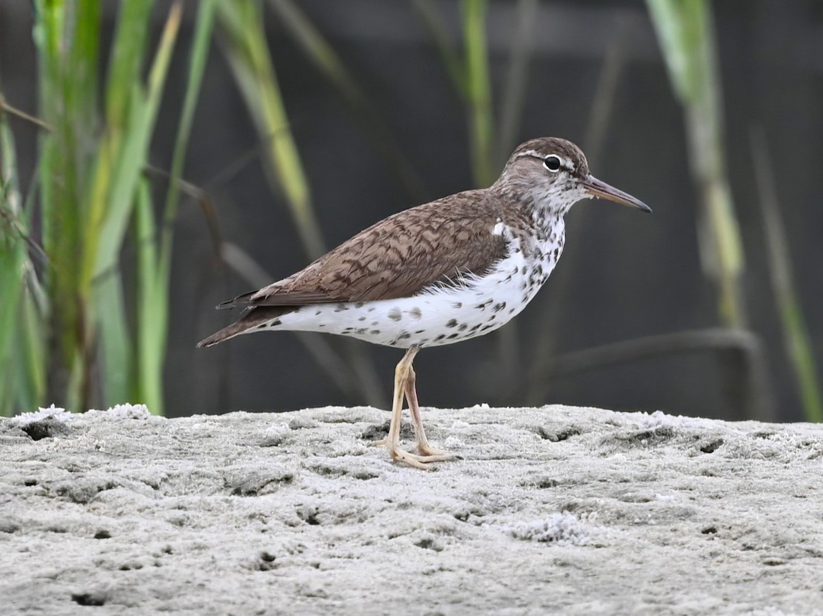 Spotted Sandpiper - ML621818372