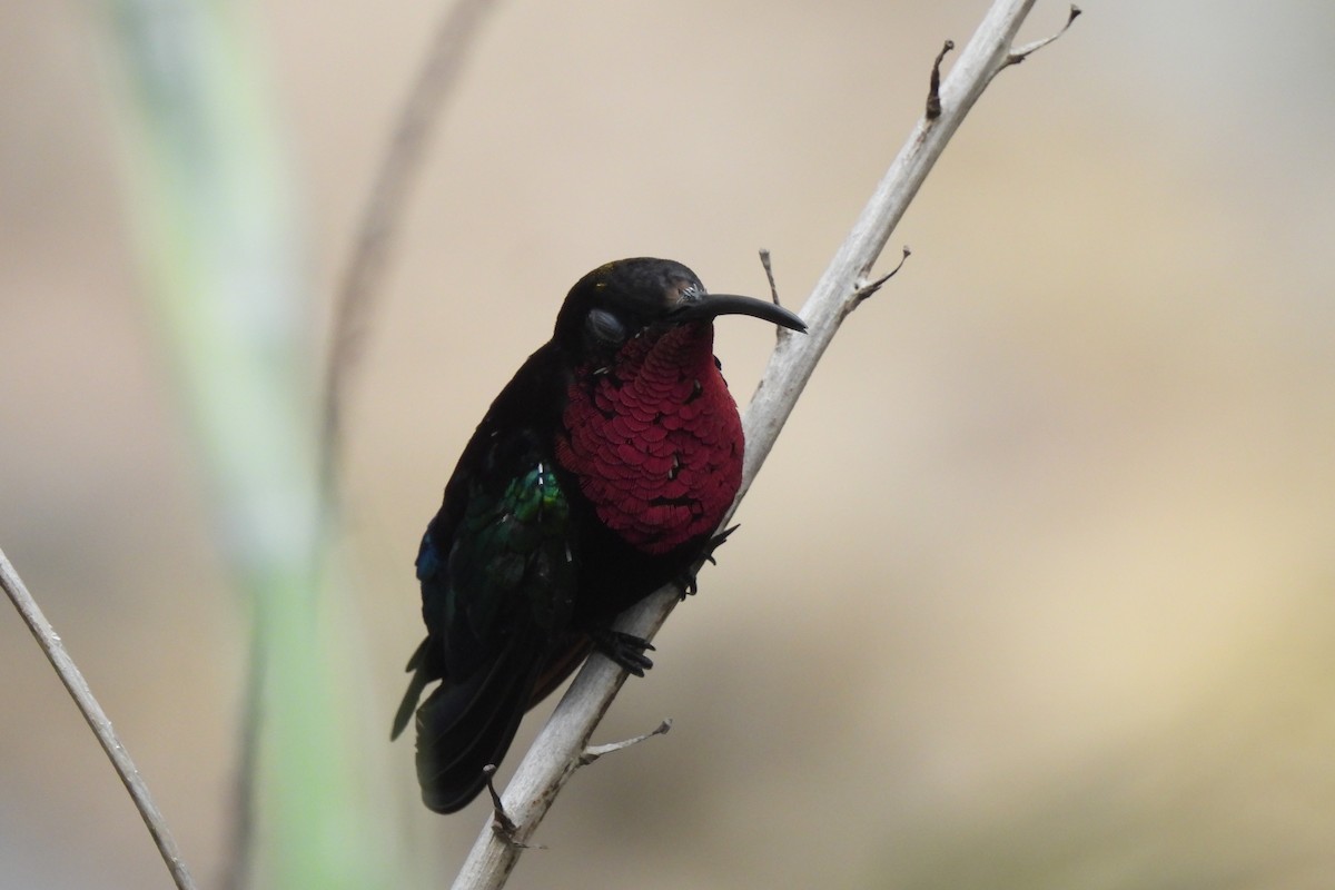 Colibri madère - ML621818388