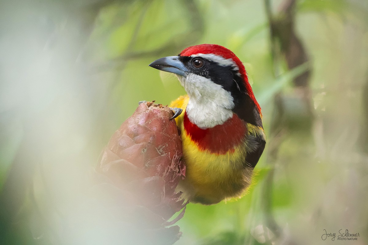 Scarlet-banded Barbet - ML621818390