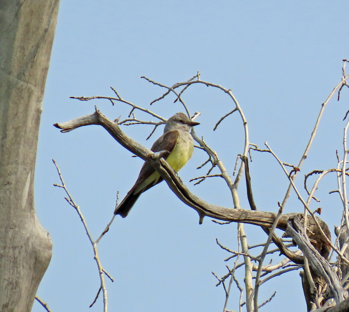 Western Kingbird - ML621818407