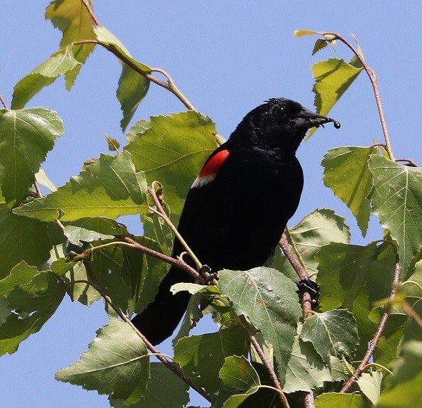 Red-winged Blackbird - ML621818412